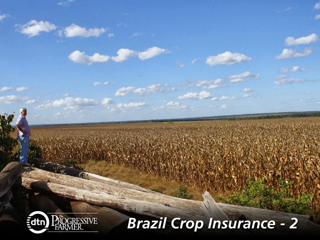 Antonio Galvan surveys his corn crop in northern Mato Grosso, which he doesn&#039;t think is worth insuring. (DTN photo by Alastair Stewart)